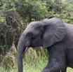 061 LOANGO 2 Akaka Riviere Rembo Ngove Nord Berge et Mammalia Proboscidea Elephant Loxodonta africana cyclotis 15E5K3IMG_106903wtmk.jpg